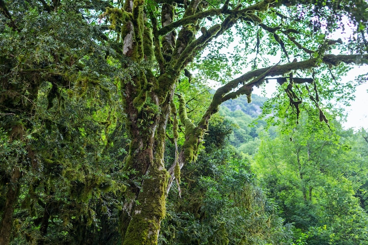 Photo abkhazie, une forêt dans la gorge