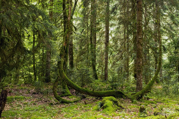 Abkhazie, une forêt dans la gorge