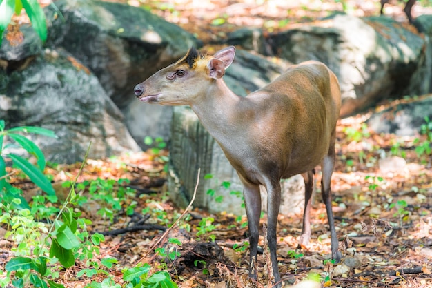 Photo aboiement de cerfs en forêt