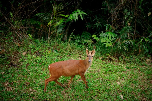 Les aboiements de cerfs dans le parc national de Khao Yai en Thaïlande