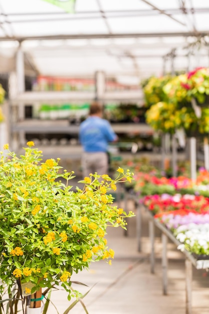 Abondance de fleurs colorées à la jardinerie au début de l'été.