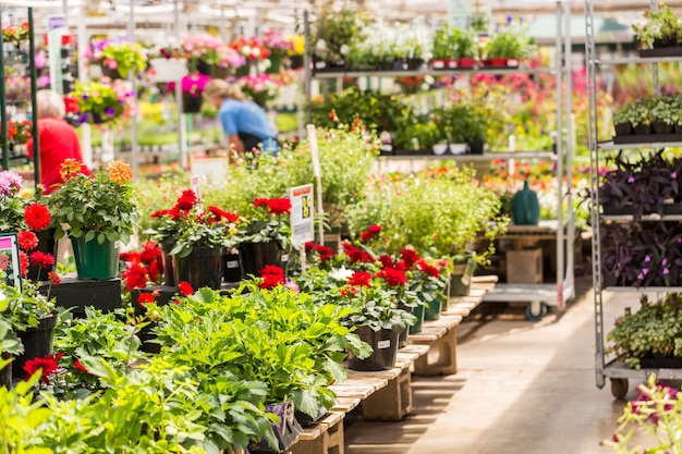 Abondance de fleurs colorées à la jardinerie au début de l'été.