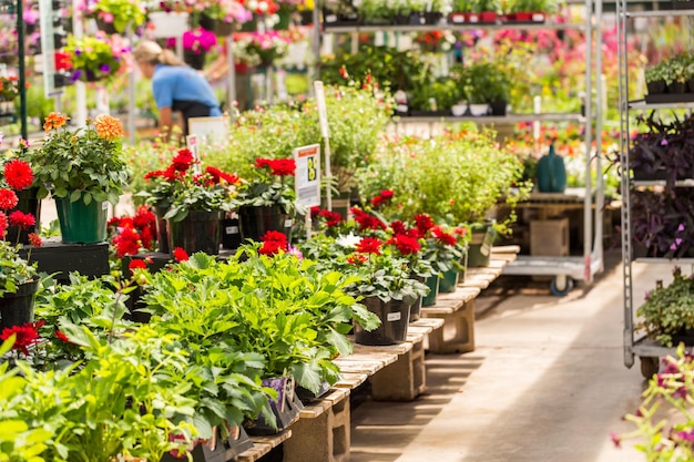 Abondance de fleurs colorées à la jardinerie au début de l'été.