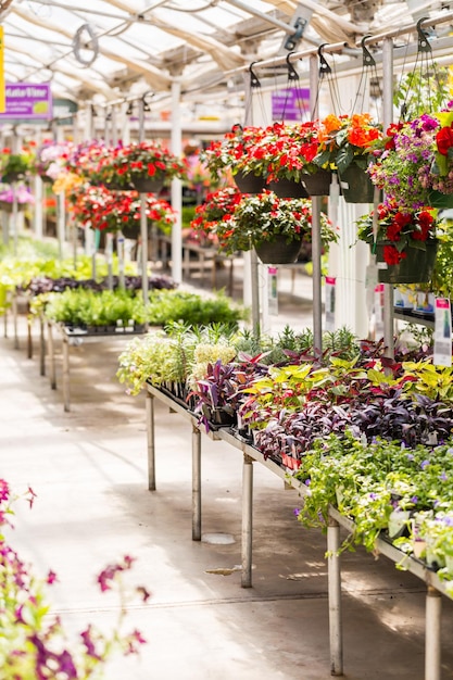 Abondance de fleurs colorées à la jardinerie au début de l'été.