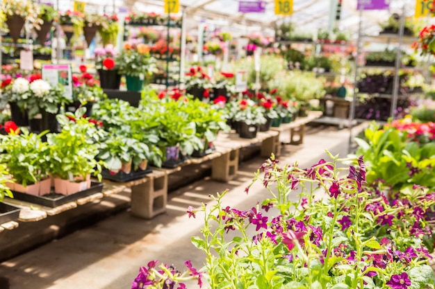 Abondance de fleurs colorées à la jardinerie au début de l'été.