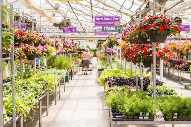 Abondance de fleurs colorées à la jardinerie au début de l'été.