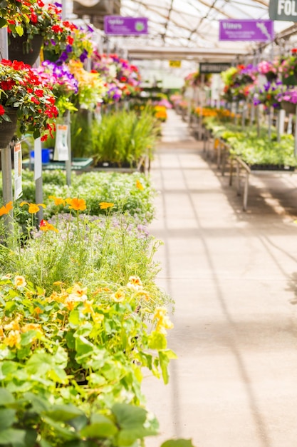 Abondance de fleurs colorées à la jardinerie au début de l'été.