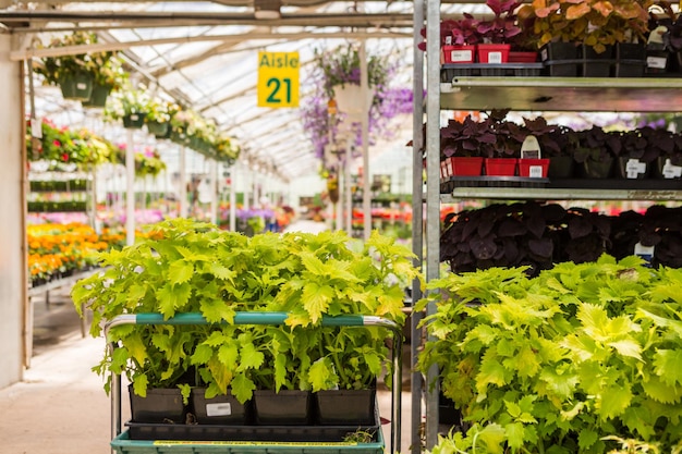 Abondance de fleurs colorées à la jardinerie au début de l'été.