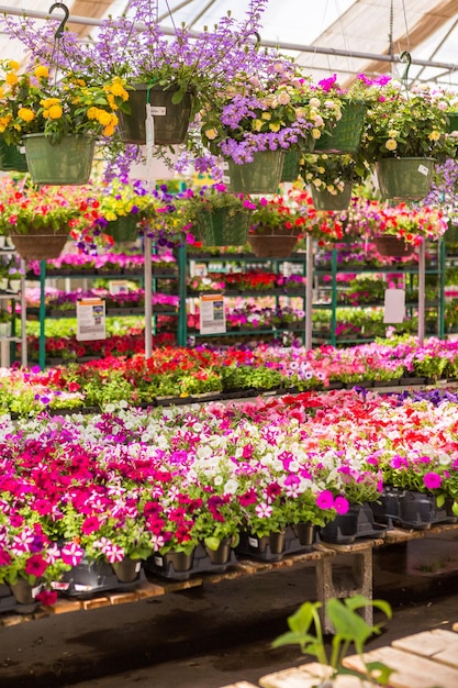 Abondance de fleurs colorées à la jardinerie au début de l'été.