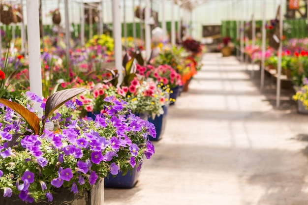 Abondance de fleurs colorées à la jardinerie au début de l'été.