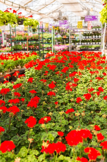 Abondance de fleurs colorées à la jardinerie au début de l'été.