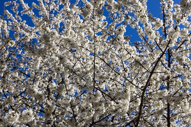Abondance d'inflorescences blanches comme neige d'un pommier sauvage au printemps contre un ciel bleu vif