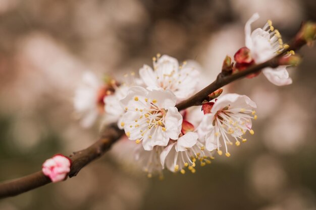 Un abricot fleurit au printemps sur l'arbre