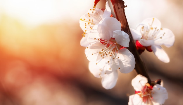 Abricot en fleurs sur fond naturel flou aux couleurs pastel. Branche d'abricotier avec inflorescences sur fond de coucher de soleil de printemps.