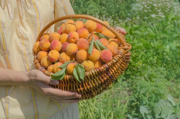 Abricot frais dans un panier en osier Panier en osier avec des abricots frais