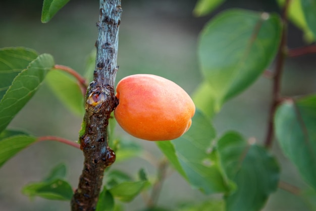 Abricot orange mûr sur un jeune arbre