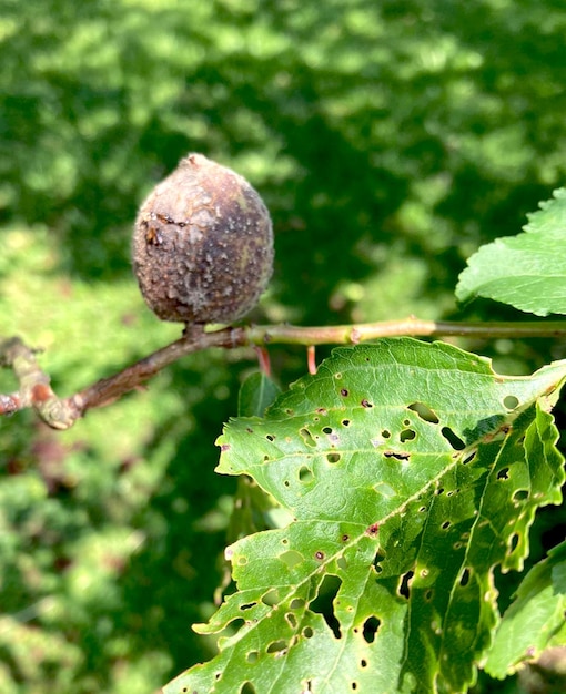 Abricot pourri sur une branche d'arbre fruitier, infection, maladie des plantes.