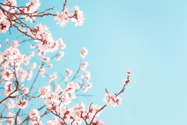 Abricotier en fleurs au printemps sur ciel bleu