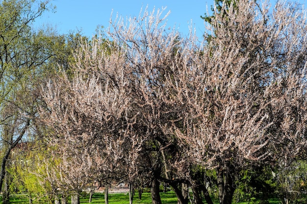 Abricotier en fleurs au printemps