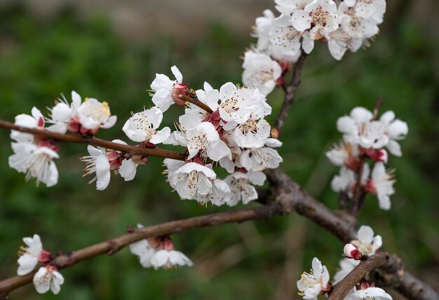 Abricotier en fleurs avec des fleurs au printemps Journée ensoleillée de printemps