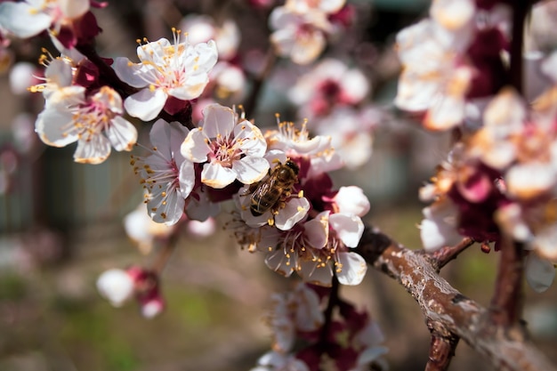 Abricotier à floraison printanière