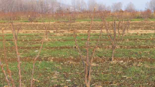 Abricotier pendant la saison hivernale