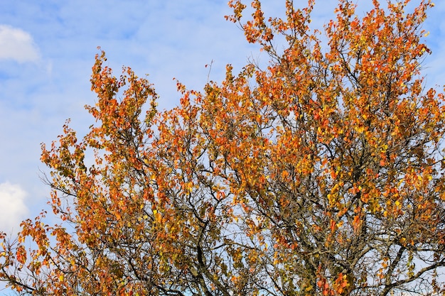 Abricotier seul contre le ciel bleu à l'automne