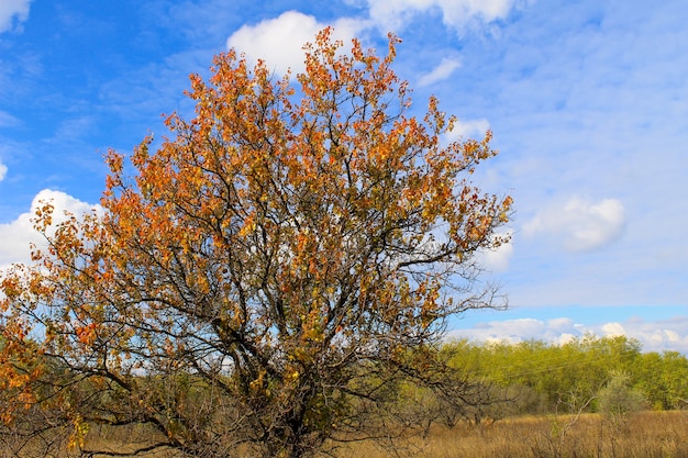 Photo abricotier seul contre le ciel bleu à l'automne