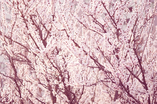 Abricotiers en fleurs Belle floraison printanière