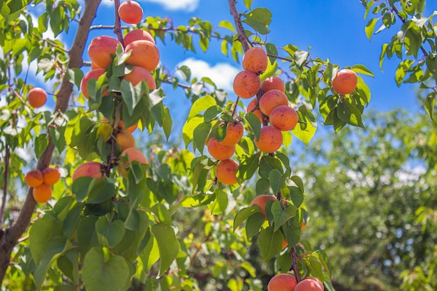 Abricots. Concept d'agriculture et de récolte. Fruits d'abricot dans un verger.