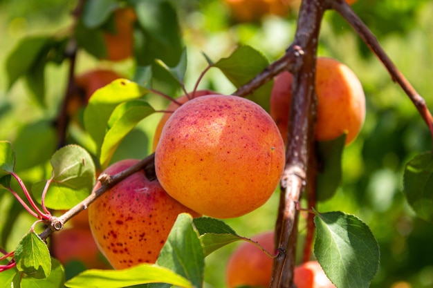 Abricots. Concept d'agriculture et de récolte. Fruits d'abricot dans un verger.