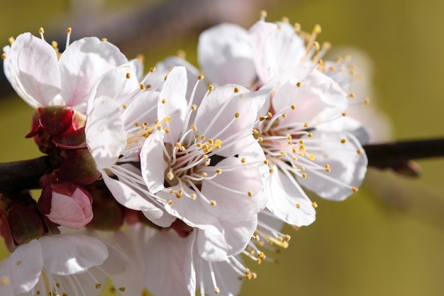 Les abricots fleurissent de belles fleurs roses par une journée ensoleillée de printemps