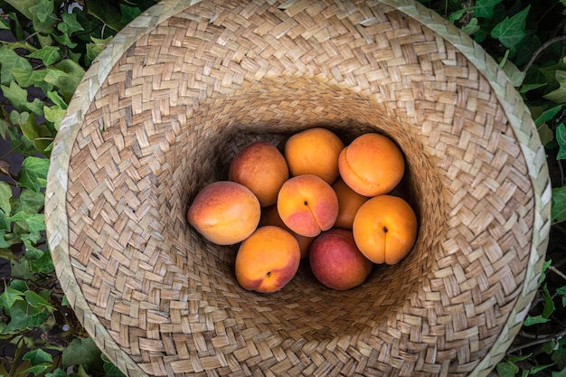 Abricots frais et mûrs dans un chapeau de paille Délicieux fruits d'été