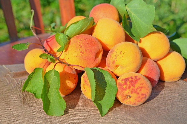 Abricots mûrs sur fond vert Abricots frais