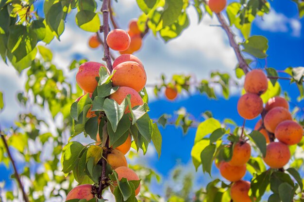 Abricots suspendus à des branches d'arbres. Concept d'agriculture et de récolte.