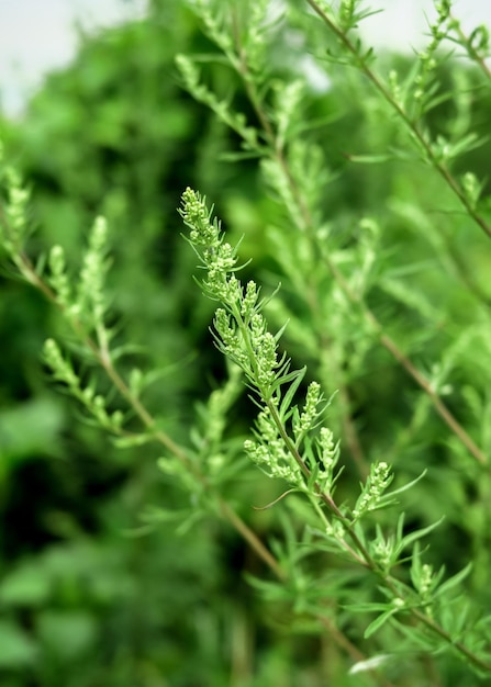 Absinthe en fleurs poussant dans un champ. concept de collecte de plantes médicinales