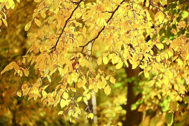 abstrait automne automne fond feuilles jaune nature octobre fond d'écran saisonnier