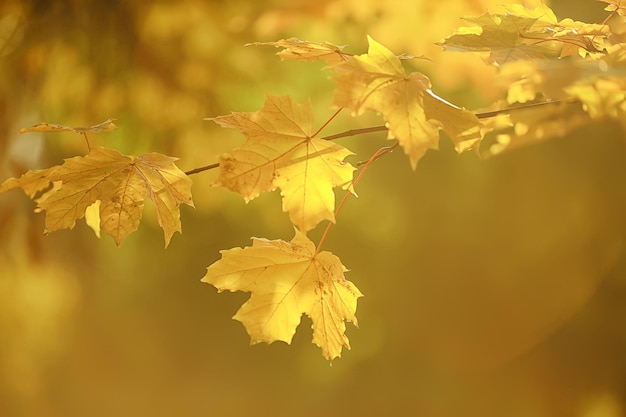 abstrait automne automne fond feuilles jaune nature octobre fond d'écran saisonnier