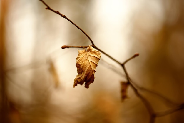 Abstrait d'automne avec des feuilles sèches au coucher du soleil, image rétro vintage