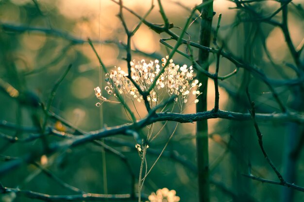 Abstrait automne avec plante de prairie au coucher du soleil image rétro vintage