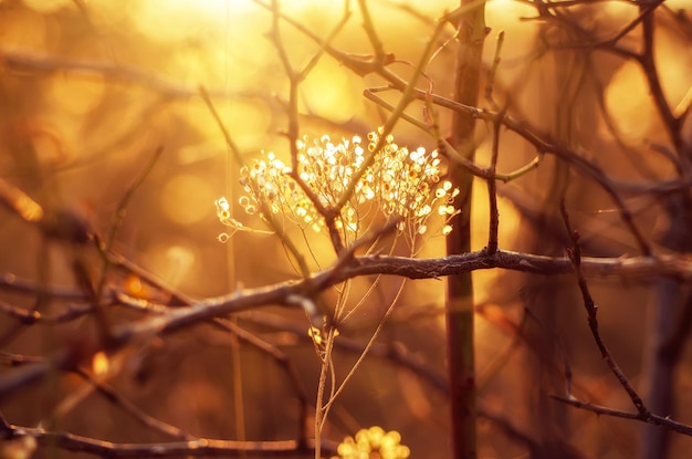 Abstrait automne avec plante de prairie au coucher du soleil image rétro vintage