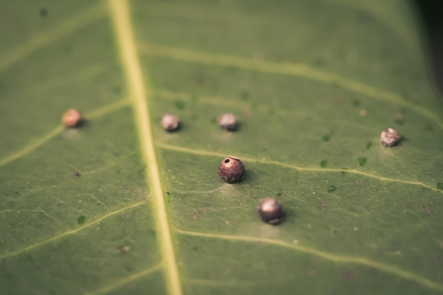 Abstrait BANNER les larves d'œufs d'insectes précision de la forme de la boule se trouvent beauté le long du bord de la surface de la feuille de la plante verte Incroyable macro faune nature monde Haute détail photo texture veines Gris vintage mat