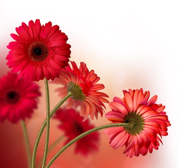 Abstrait avec de belles fleurs de gerbera rouges