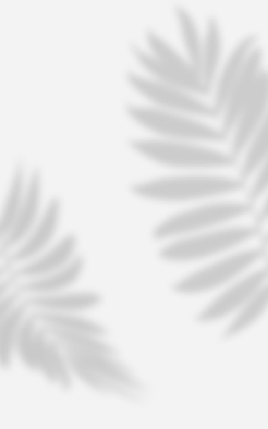 Photo abstrait blanc avec l'ombre d'une branche de palmier avec des feuilles