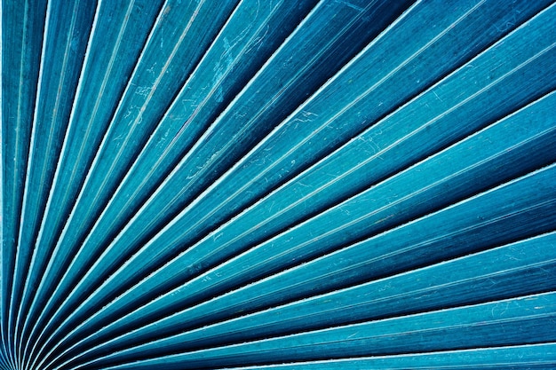 Abstrait bleu, gros plan de la texture de la feuille de palmier