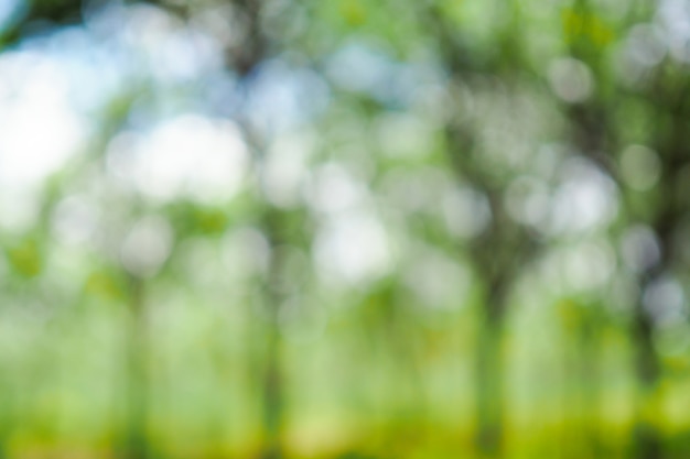 Abstrait bokeh vert flou de l&#39;arbre dans la nature