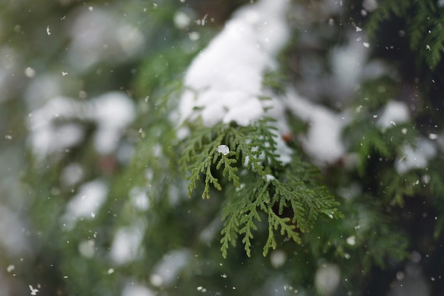 Abstrait du pays des merveilles d&#39;hiver