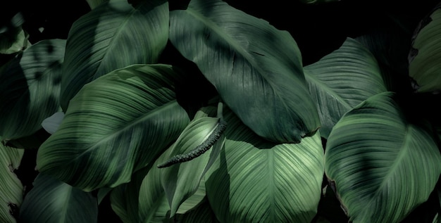 abstrait feuille verte texture feuille tropicale feuillage nature fond vert foncé