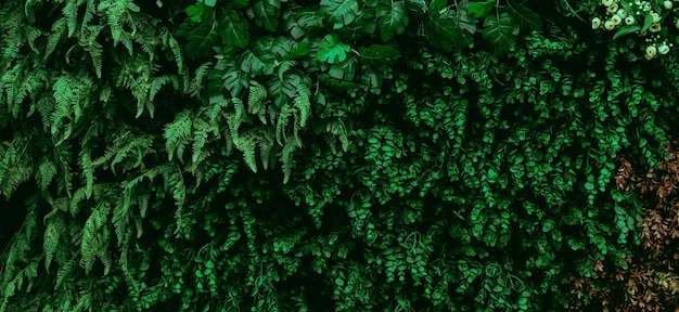 abstrait feuille verte texture feuille tropicale feuillage nature fond vert foncé