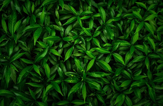 abstrait feuille verte texture feuille tropicale nature fond